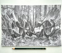 If A Tree Falls In The Woods, Will It Make A Name?