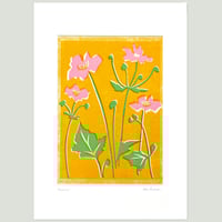 Image 3 of Pink Anemones