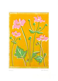 Image 4 of Pink Anemones