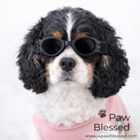 Image 2 of Gafas de Sol para Perros – Protección UV y Ajustables (Rosadas y Negras)