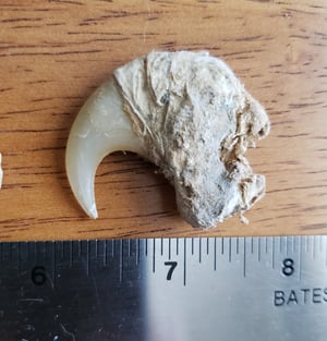 Image of African Lion Claw - TEXAS Only