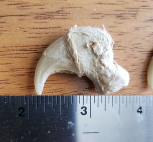 Image of African Lion Claw - TEXAS Only