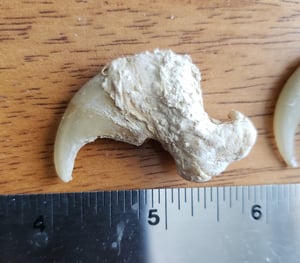 Image of African Lion Claw - TEXAS Only