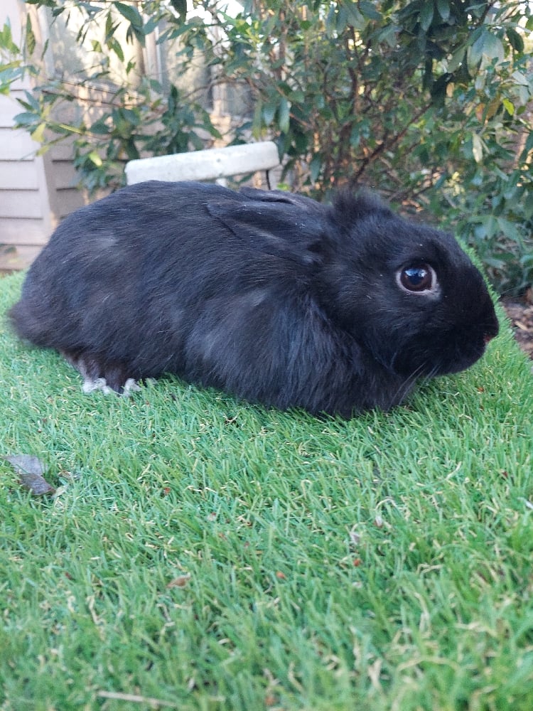 Image of Oshawott (F)