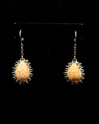 Spiked Hawaiian Honey Cowrie Earrings 