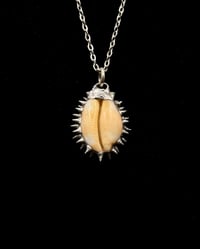 Image 2 of Spiked Checkered Cowrie Pendant no. 002