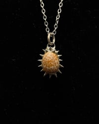 Image 1 of Spiked Hawaiian Honey Cowrie Pendant no. 002