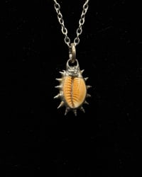Image 2 of Spiked Hawaiian Honey Cowrie Pendant no. 002