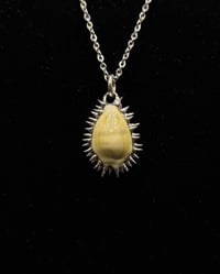 Image 1 of Spiked Money Cowrie Pendant no. 001