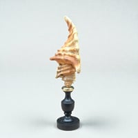 Image 7 of Coquillage Cymatium Lotorium sur socle en bois Napoléon III fin XIXe -  Cabinet de curiosités 