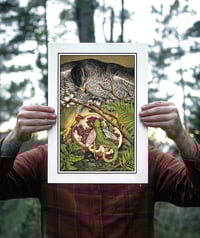 Image 2 of Goshawk · Riso Print