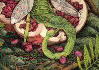 Image 4 of Goshawk · Riso Print