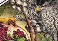 Image 3 of Goshawk · Riso Print