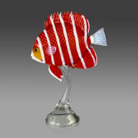 Image 2 of Peppermint Angelfish