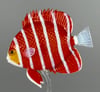 Peppermint Angelfish