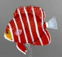Image 1 of Peppermint Angelfish