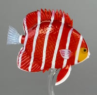 Image 4 of Peppermint Angelfish
