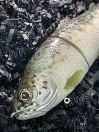 Image 2 of Immortal Trout 7.7 “Teal Back”