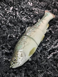 Image 1 of Immortal Trout 7.7 “Teal Back”