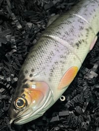 Image 2 of Immortal Trout 7.7 “Triple Threat”