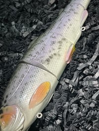 Image 3 of Immortal Trout 7.7 “Triple Threat”