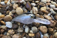 Image 5 of SPEEDBAITS Custom Airbrushed RAPALA WIGGLE WART CLONE 7716