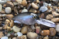 Image 4 of SPEEDBAITS Custom Airbrushed RAPALA WIGGLE WART CLONE 7749