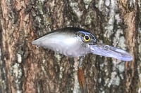 Image 8 of SPEEDBAITS Custom Airbrushed RAPALA WIGGLE WART CLONE 7749