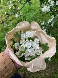 Image 1 of Hawthorne Glycerite (Flower & Leaf)