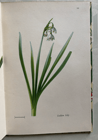 Image 6 of Flowers of Marsh & Stream a vintage King Penguin book