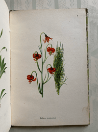 Image 6 of A book of Lilies A Vintage king Penguin Book