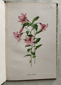 Image 7 of A book of Lilies A Vintage king Penguin Book