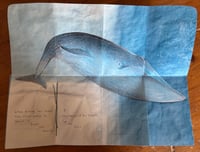 Image 2 of Pocket Blue Whale