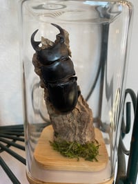 Stag Beetle 