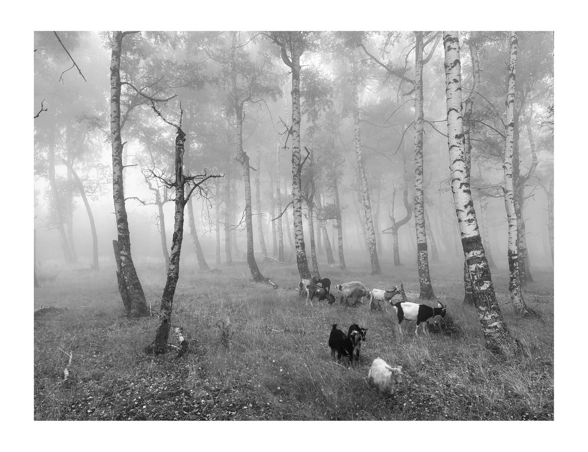 PRINT - When The Flowers Come (05)