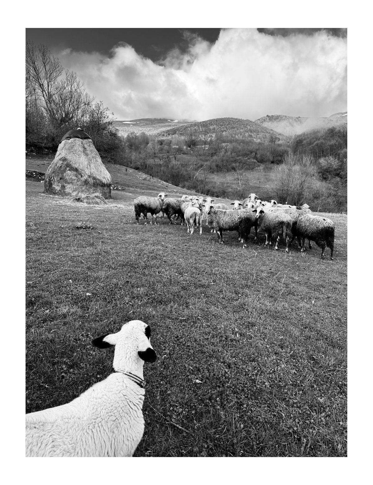 PRINT - When The Flowers Come (07)