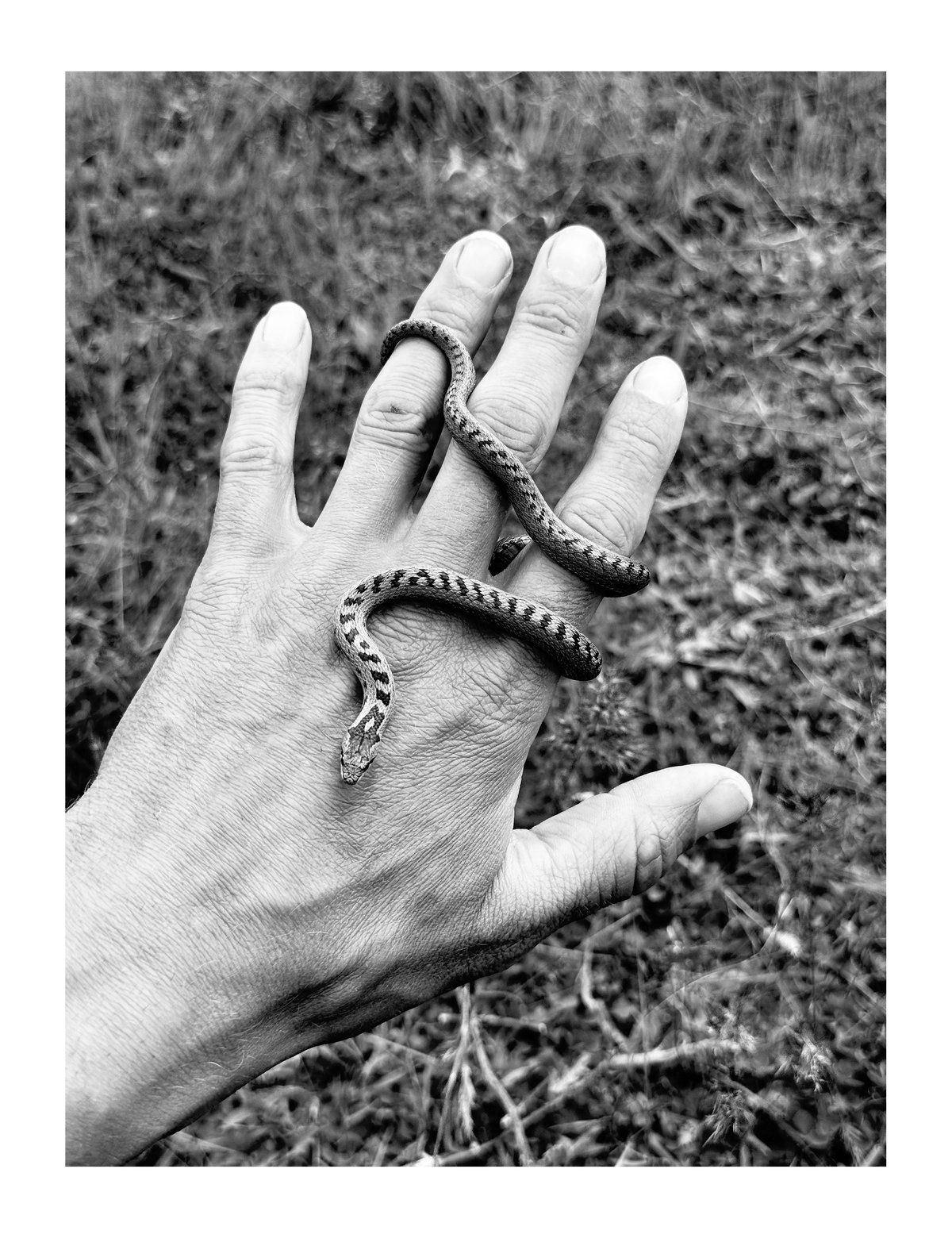 PRINT - When The Flowers Come (08)