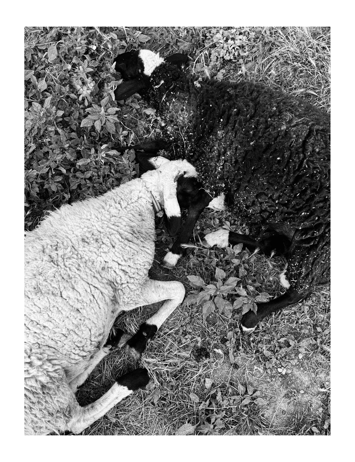 PRINT - When The Flowers Come (18)