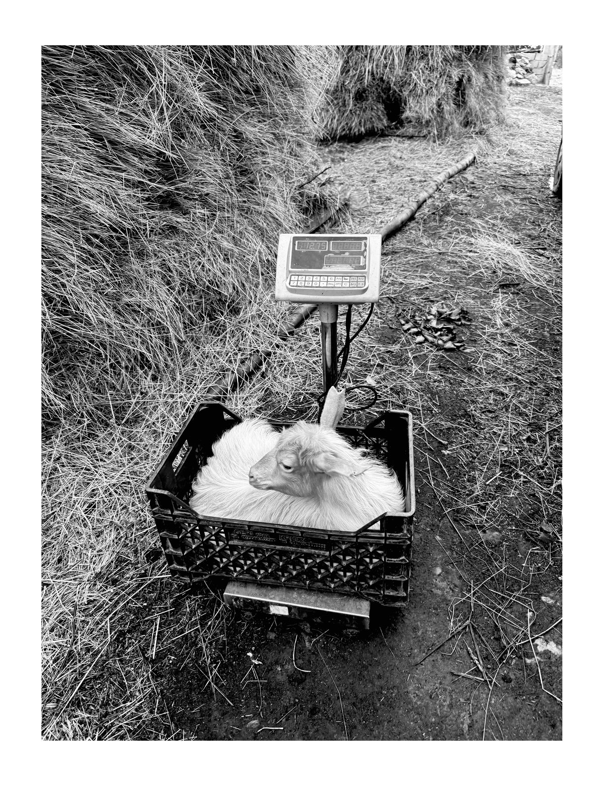 PRINT - When The Flowers Come (19)