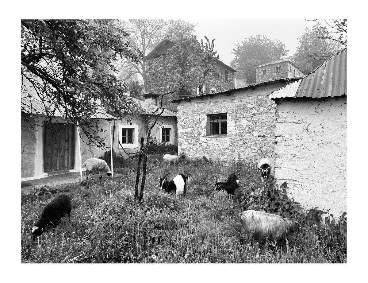 PRINT - When The Flowers Come (27)