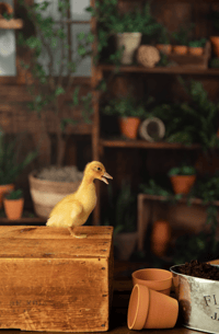 Image 3 of March 21st Spend your morning with our baby ducks! 