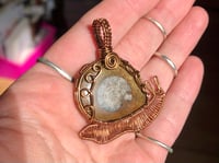 Image 2 of Ammonite Snail