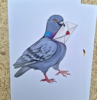 Pigeon