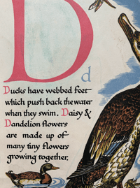 Image 4 of Nature's ABC by Eileen Mayo