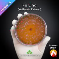Image 1 of Fu Ling (Wolfiporia Extensa/Poria Cocos) Live Mycelium Mushroom Culture Spawn Seed