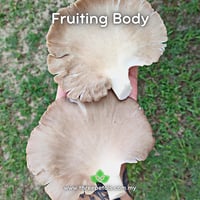 Image 2 of Grey Oyster SS (Pleurotus Ostreatus) Live Mycelium Mushroom Culture Spawn Seed