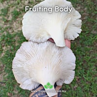 Image 3 of Grey Oyster SS (Pleurotus Ostreatus) Live Mycelium Mushroom Culture Spawn Seed