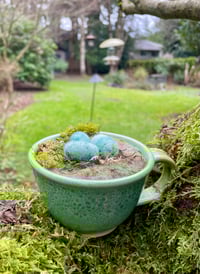 Image 1 of Spring Robin Nest