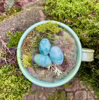 Image 2 of Spring Robin Nest