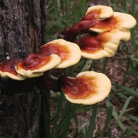 Image 1 of Reishi Extract (Double Extraction)